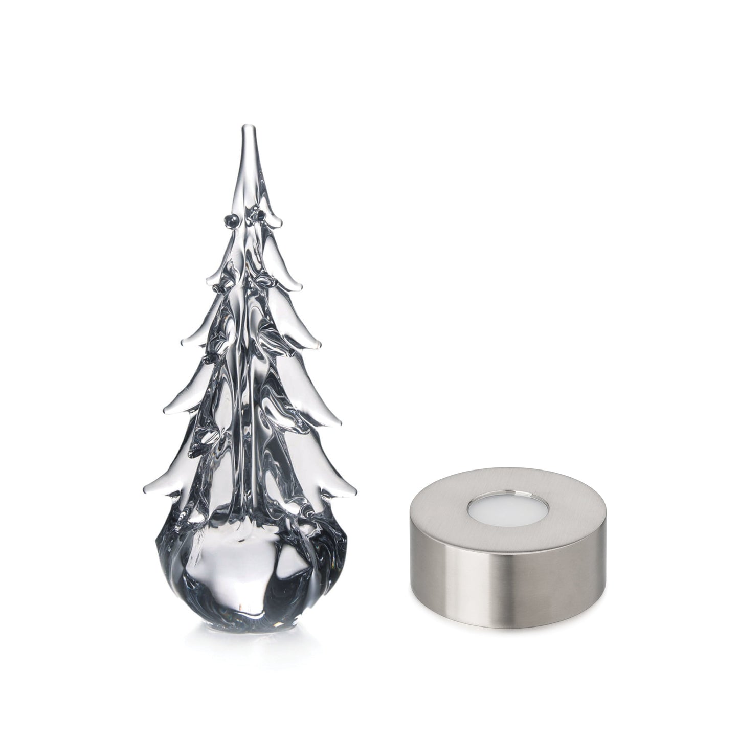 Sempreverde a cinque lati in confezione regalo