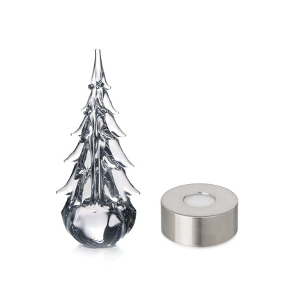 Sempreverde a cinque lati in confezione regalo