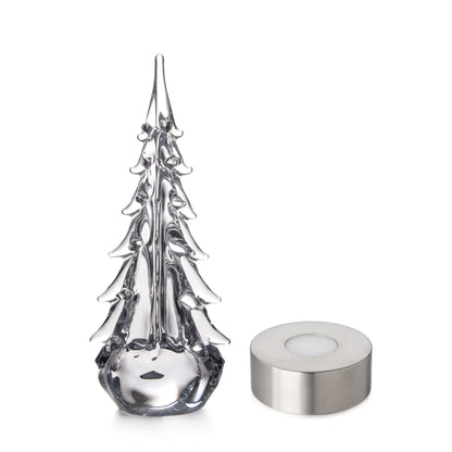 Sempreverde a cinque lati in confezione regalo