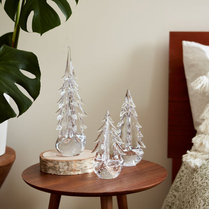 Sempreverde a cinque lati in confezione regalo