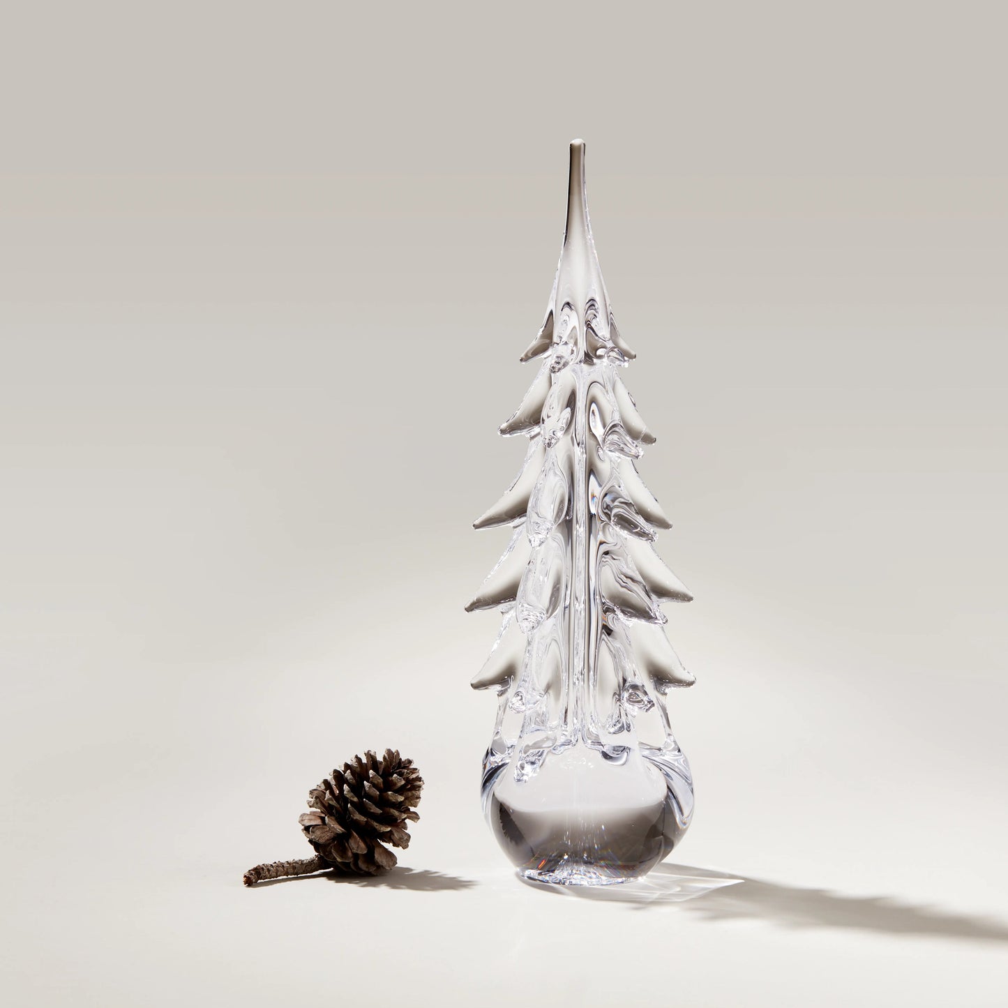 Sempreverde a cinque lati in confezione regalo