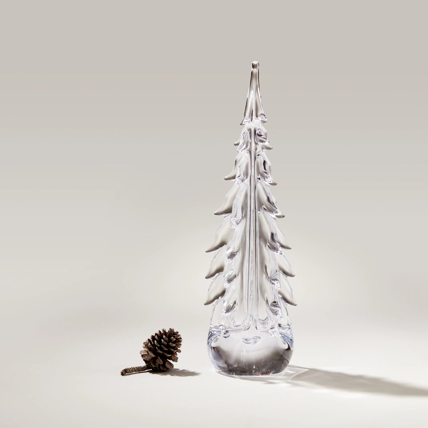 Sempreverde a cinque lati in confezione regalo