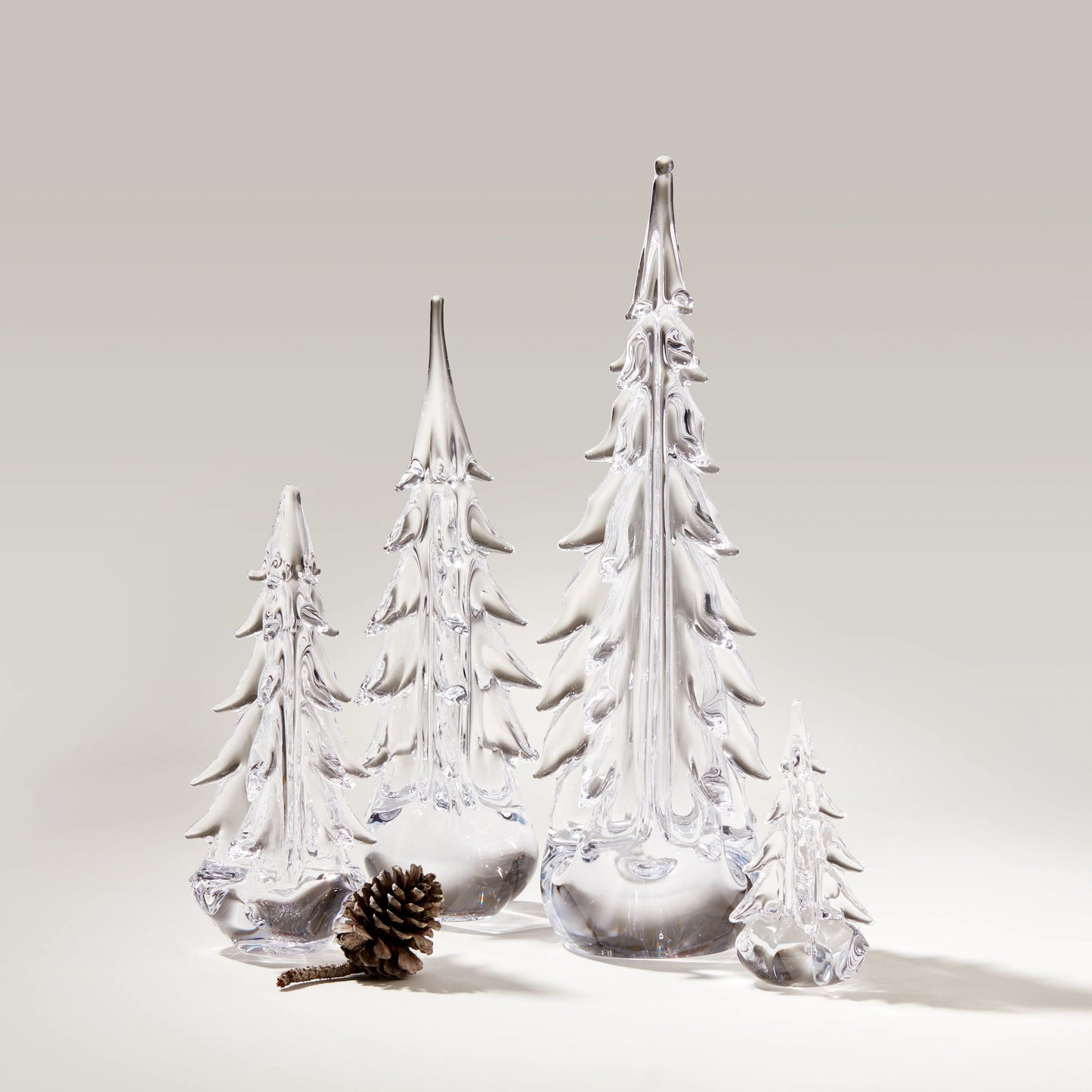 Sempreverde a cinque lati in confezione regalo