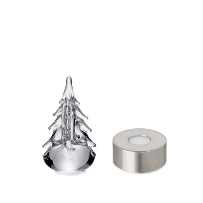 Sempreverde a cinque lati in confezione regalo