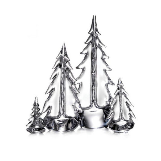 Giovane boschetto sempreverde