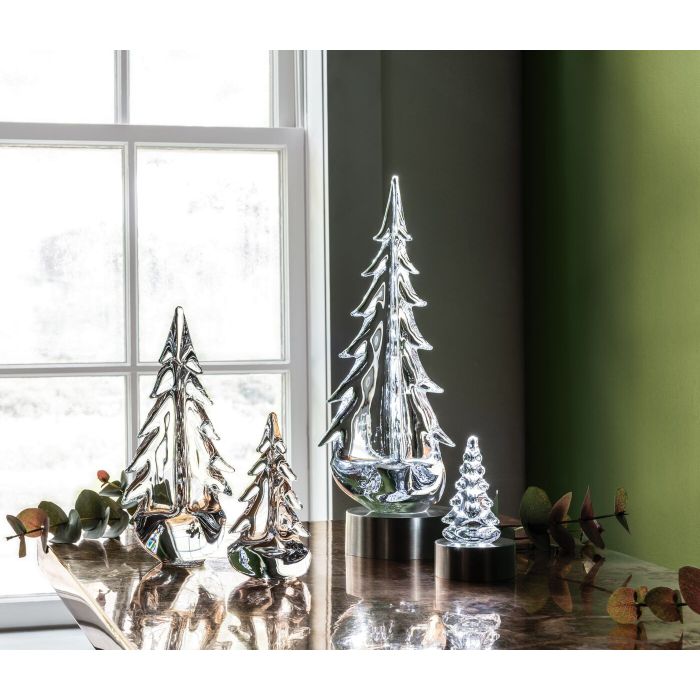 Giovane boschetto sempreverde