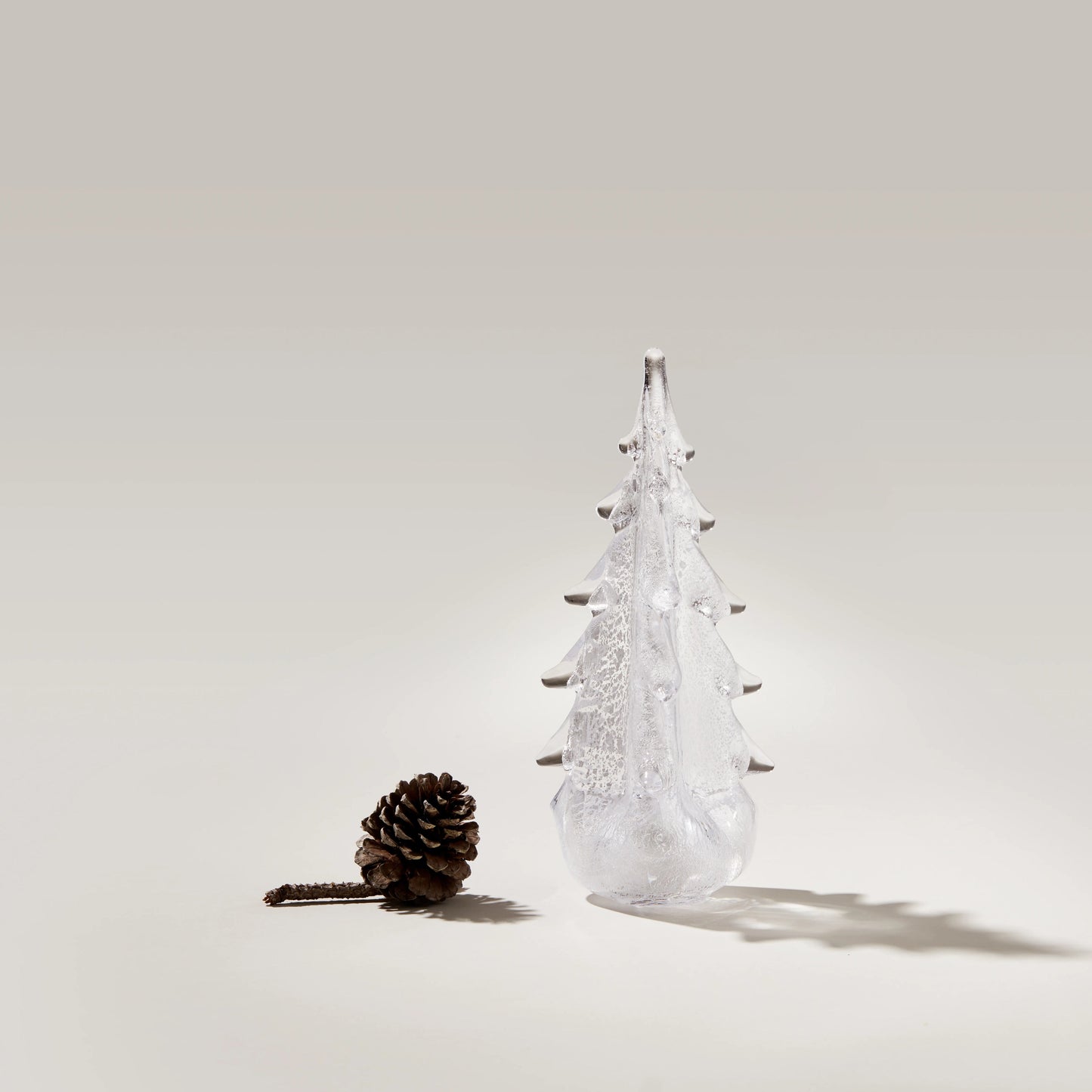 Foglia d'argento sempreverde