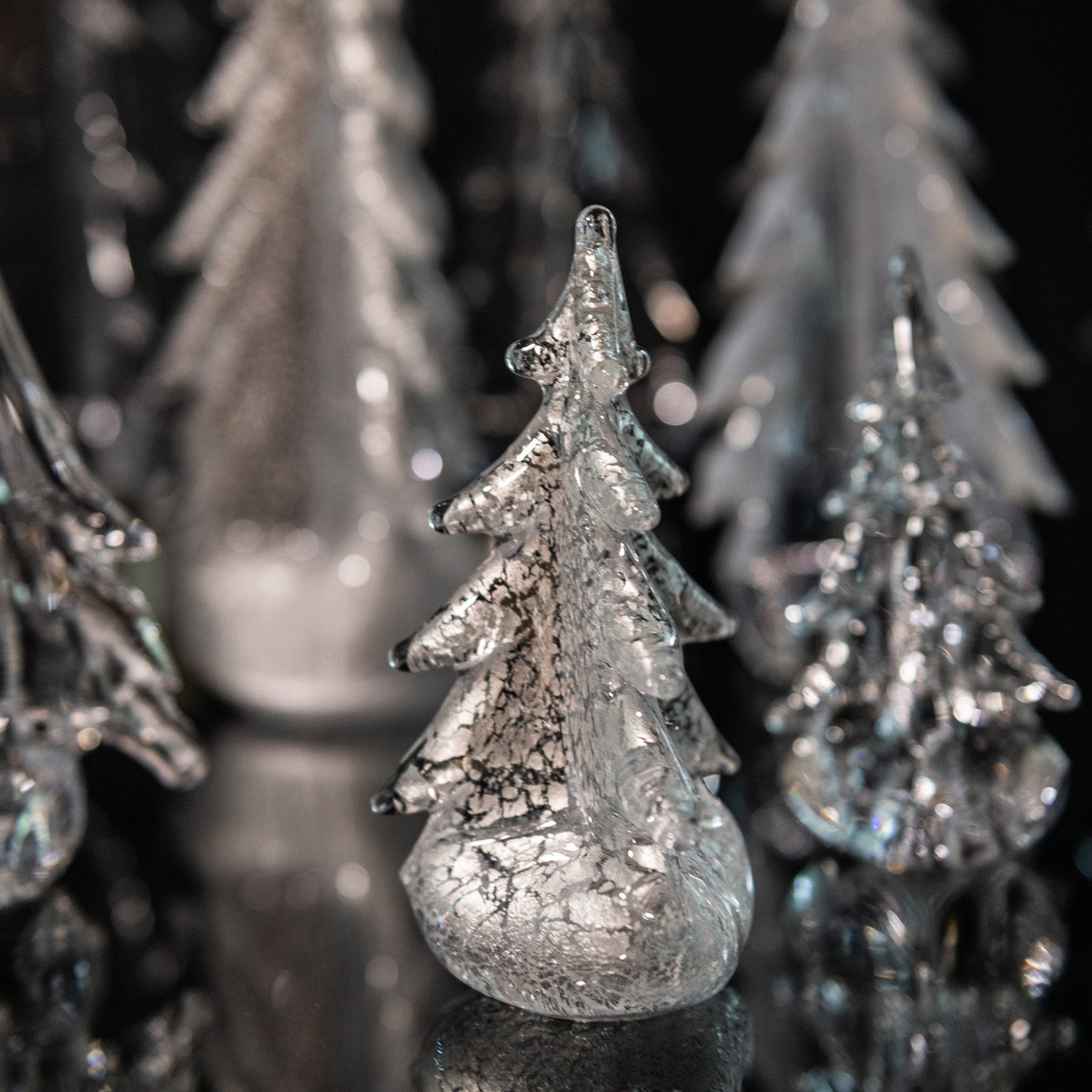 Foglia d'argento sempreverde