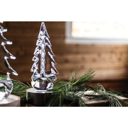 Giovane boschetto sempreverde